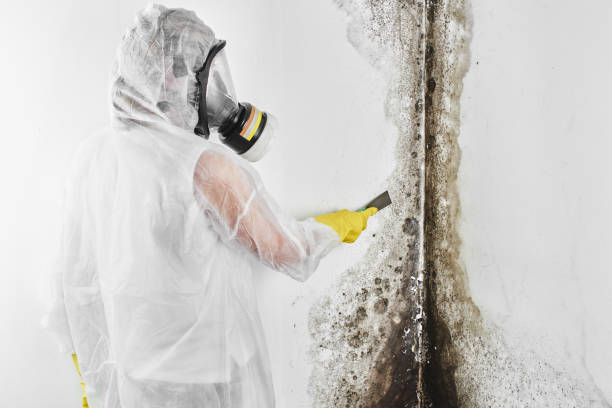 Trusted Reynoldsburg, OH Mold Remediation Experts
