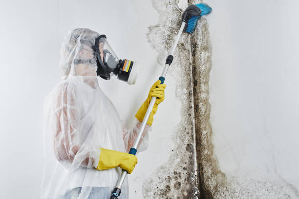 Best HVAC Mold Remediation in Reynoldsburg, OH