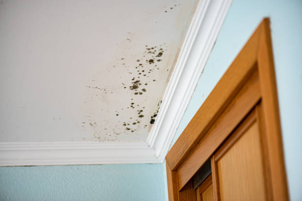 Best DIY Mold Remediation Support Services in Reynoldsburg, OH