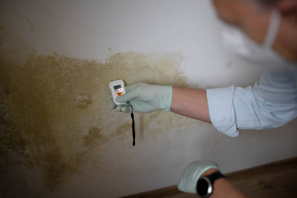 Best Bathroom Mold Remediation in Reynoldsburg, OH
