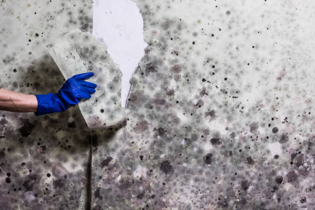 Best Kitchen Mold Remediation in Reynoldsburg, OH
